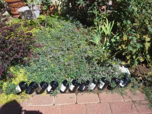wine bottle garden
