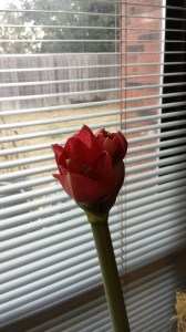 amaryllis 2