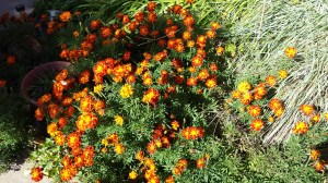 marigolds